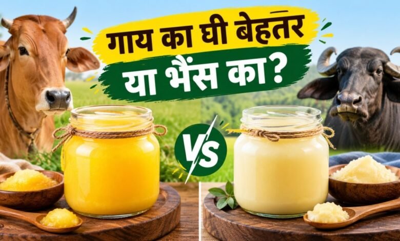 गाय या भैंस का घी, सेहत के लिए कौन सा बेहतर?