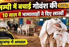 झुंझुनूं में गायों के लिए फरिश्ते बने ये लोग, सालों से कर रहे सेवा, भामाशाहों के सहयोग से संवर रहा गौ अस्पताल
