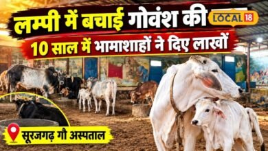 झुंझुनूं में गायों के लिए फरिश्ते बने ये लोग, सालों से कर रहे सेवा, भामाशाहों के सहयोग से संवर रहा गौ अस्पताल