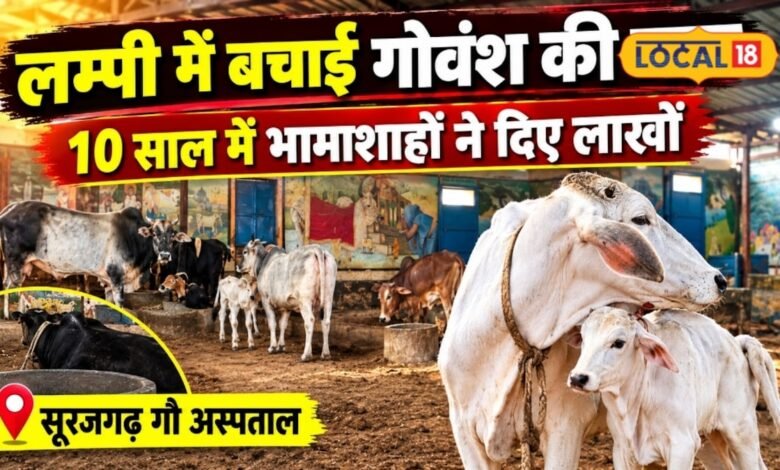 झुंझुनूं में गायों के लिए फरिश्ते बने ये लोग, सालों से कर रहे सेवा, भामाशाहों के सहयोग से संवर रहा गौ अस्पताल