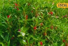 टच-मी-नॉट... कमाल की खूबसूरती लेकिन स्किन और बालों के लिए रामबाण, जानें गुलमेंहदी के अद्भुत फायदे