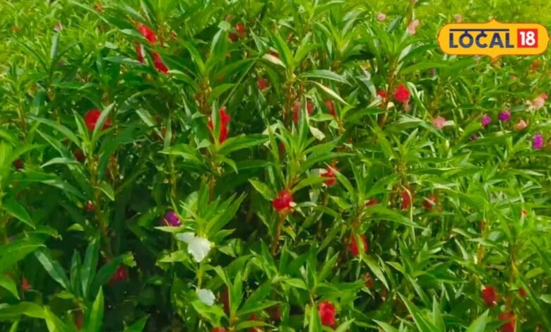 टच-मी-नॉट... कमाल की खूबसूरती लेकिन स्किन और बालों के लिए रामबाण, जानें गुलमेंहदी के अद्भुत फायदे