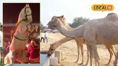 ढोलक-चंग की ताल पर थिरकते हैं रेगिस्तान के जहाज, मोती-गजराज के अनोखे डांस ने लूटी महफिल