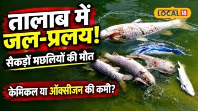 नाडोल के गवई तालाब में आखिर क्या हुआ? सैकड़ों मछलियां मरीं, पानी से उठ रही तेज बदबू, ग्रामीणों ने उठाए सवाल
