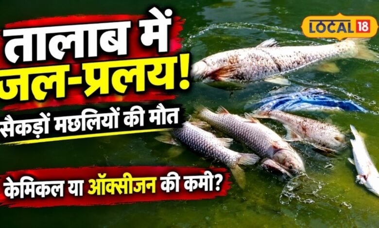नाडोल के गवई तालाब में आखिर क्या हुआ? सैकड़ों मछलियां मरीं, पानी से उठ रही तेज बदबू, ग्रामीणों ने उठाए सवाल