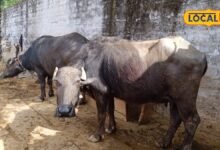 पशुओं के आहार में सिर्फ चारा और दाना ही नहीं, इन खनिजों का होना भी जरूरी, जानें क्यों है इनकी जरूरत