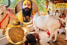 ब्रज के इस धाम में क्यों खिंचे चले आते हैं साधु-संत? कामधेनु गौमाता से जुड़ी है गहरी आस्था