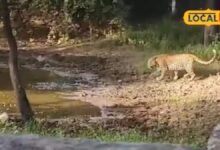 भीलवाड़ा के करेड़ा में बाइक सवार पर झपटा मादा पैंथर, फिर मिले शावकों के निशान; गांव में बढ़ी दहशत
