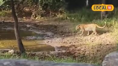 भीलवाड़ा के करेड़ा में बाइक सवार पर झपटा मादा पैंथर, फिर मिले शावकों के निशान; गांव में बढ़ी दहशत