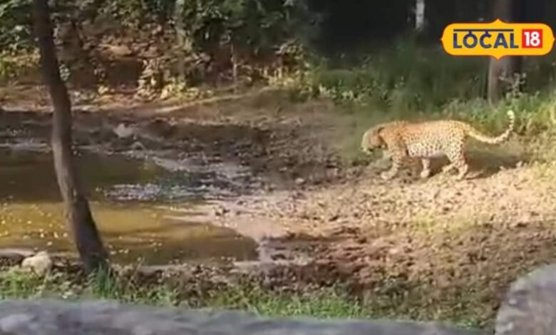 भीलवाड़ा के करेड़ा में बाइक सवार पर झपटा मादा पैंथर, फिर मिले शावकों के निशान; गांव में बढ़ी दहशत