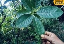 मिथिला के हर बगीचे में मिलता है दर्दमेदा का पत्ता, पेट दर्द कब्ज गैस का रामबाण घरेलू इलाज, बुजुर्गों का आजमाया नुस्खा