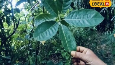 मिथिला के हर बगीचे में मिलता है दर्दमेदा का पत्ता, पेट दर्द कब्ज गैस का रामबाण घरेलू इलाज, बुजुर्गों का आजमाया नुस्खा