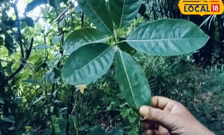 मिथिला के हर बगीचे में मिलता है दर्दमेदा का पत्ता, पेट दर्द कब्ज गैस का रामबाण घरेलू इलाज, बुजुर्गों का आजमाया नुस्खा