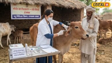 मेरठ में गोवंश पर मंडराया लंपी का खतरा, 1.12 लाख पशुओं को लगा टीका, आप भी ऐसे करें बचाव