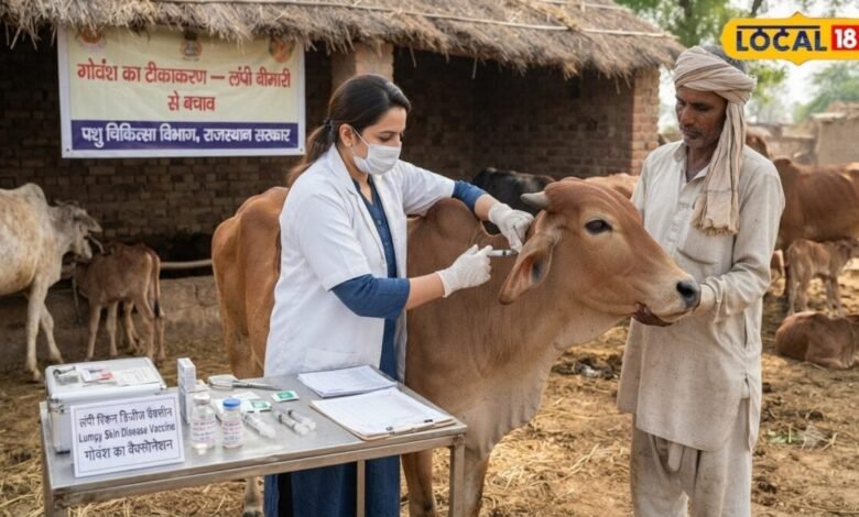 मेरठ में गोवंश पर मंडराया लंपी का खतरा, 1.12 लाख पशुओं को लगा टीका, आप भी ऐसे करें बचाव