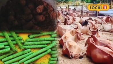 मेवात की गौशालाओं में गाय के गोबर, मूत्र और दूध से बन रहे घरेलू उत्पाद, भरतपुर से दिल्ली तक बढ़ रही मांग
