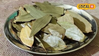 वजन 1 ग्राम भी नहीं... फायदे इतने जबरदस्त की दर्द और सूजन की हो जाए छुट्टी, जानिए तेजपत्ता के अनगिनत फायदे