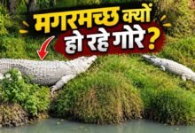 सफेद चमड़ी के क्यों होते जा रहे हैं काले-भूरे मगरमच्छ? कोटा के नाले में क्या बह रहा है, खतरे की निशानी