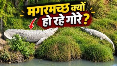 सफेद चमड़ी के क्यों होते जा रहे हैं काले-भूरे मगरमच्छ? कोटा के नाले में क्या बह रहा है, खतरे की निशानी