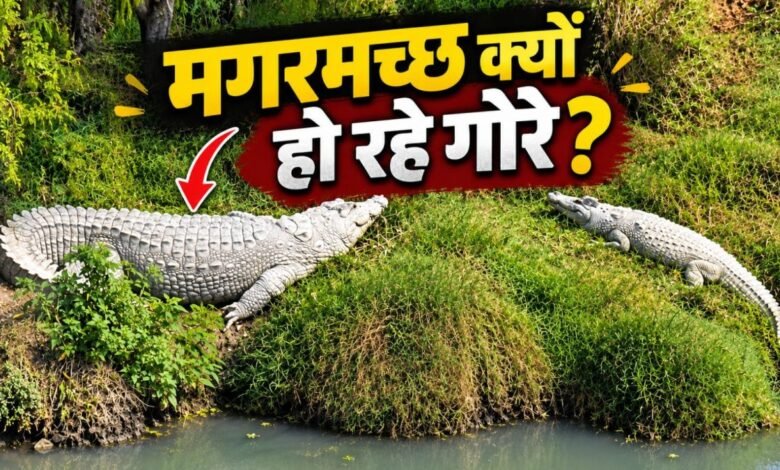 सफेद चमड़ी के क्यों होते जा रहे हैं काले-भूरे मगरमच्छ? कोटा के नाले में क्या बह रहा है, खतरे की निशानी