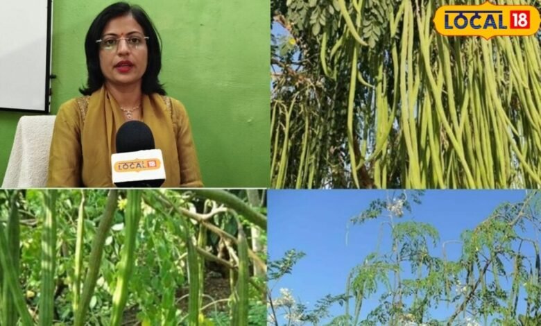 सब्जी नहीं संजीवनी है सहजन, एनीमिया से हड्डियों तक में फायदेमंद, वात कफ का काल, आयरन फोलेट कैल्शियम का खजाना