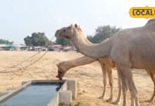 सीकर के बेरी पशु मेले में ऊंट 'बादल' और घोड़ी 'सोनूड़ी' का धमाल, पंजाब-हरियाणा से पहुंचे पशुपालक