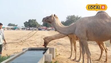 सीकर के बेरी पशु मेले में ऊंट 'बादल' और घोड़ी 'सोनूड़ी' का धमाल, पंजाब-हरियाणा से पहुंचे पशुपालक